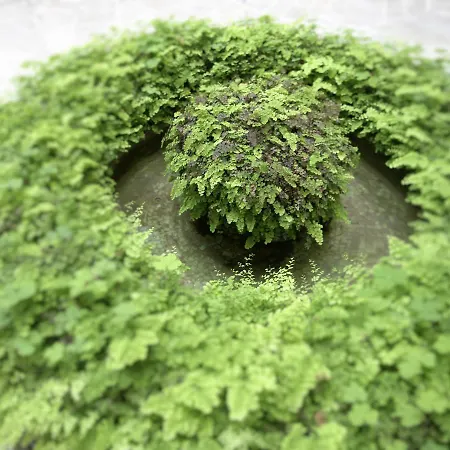 Attico Aurelio לינה וארוחת בוקר